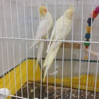 عروس هلندی با قفس