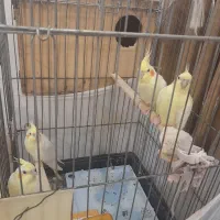 لوتینوی جفت مولد با سه عدد جوجه