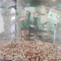 ماهی آکواریوم گوپی|ماهی|اهر, |دیوار