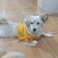 سگ اشپیتز ماده