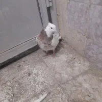 طوقی|پرنده|لنجان, |دیوار