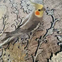 عروس هلندی نر
