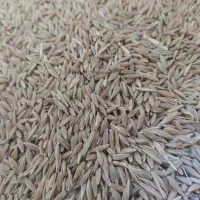 جو خومانی دوپر دیم