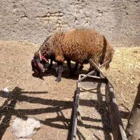 بره قوچ میش بز گاو گوساله|حیوانات مزرعه|اصفهان, باغ زیار|دیوار