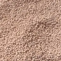 نخود سفید بذری عالی و بوجاری شده