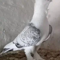 گمشده دوکت طاوسی