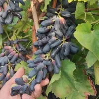 فروش تخصصی انواع نهال موسسه بزرگ نهالستان غرب|خدمات باغبانی و درختکاری|الیگودرز, |دیوار