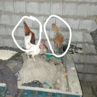 خروس|حیوانات مزرعه|آمل, |دیوار