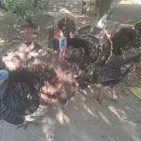 تعداد ۳۰ عدد بوغلمون برنز تک و یکجا بفروش میرسد