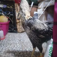 خروس لاری جوان درشت قلدر