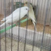 مرغ عشق چشم قرمز نر|پرنده|شهرکرد, |دیوار