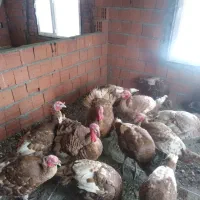 بوقلمون 400 زنده