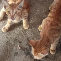 بچه گربه