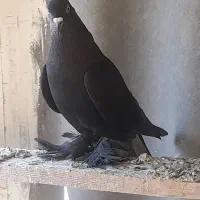 کبوتر قره ارکح