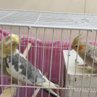 فروش عروس هلندی