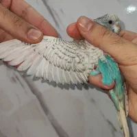 جوجه مرغ عشق رنگ خاص نر و ماده جفتی ۳۵۰|پرنده|اسلام‌شهر, شهرک مصطفی خمینی|دیوار