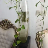 پیچک همراه با گلدون دیواری