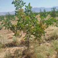 پیوند پسته با ضمانت کتبی