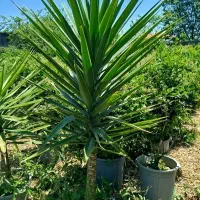 یاس جعبه ۴۰|خدمات باغبانی و درختکاری|کومله, |دیوار