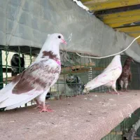 جوجه پرشی سو دار