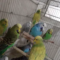 مرغ عشق انگلیسی و ‌مرغ عشق رنگین کمانی