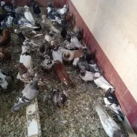 کبوتر|پرنده|اهواز, دغاغله|دیوار