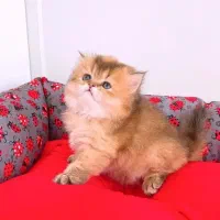 واگذاری بچه گربه اسکاتیش،بریتیش،پرشین و تمامی نژاد