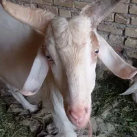 چبش سانن اصل