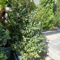خدمات باغبانی و فروش گیاهان زینتی|خدمات باغبانی و درختکاری|کرج, فاز ۱ مهرشهر|دیوار