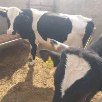 گاو و گوساله