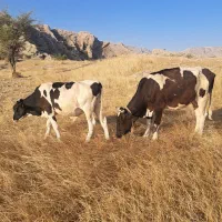 گاو