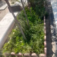خدمات باغچه ، رنگ سنگ مزار|گل و گیاه طبیعی|کهریزک, |دیوار