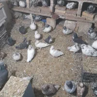 کبوترپرشی|پرنده|خلخال, |دیوار