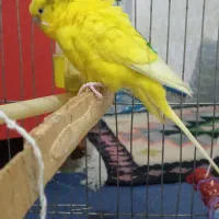 مرغ عشق|پرنده|بیجار, |دیوار