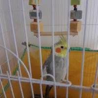 فروش عروس هلندی|پرنده|همدان, |دیوار