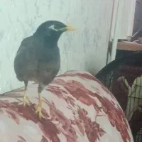 مینا خانگی1ساله