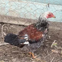 مرغ وخروس|حیوانات مزرعه|لاهیجان, لیالستان|دیوار