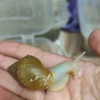 حلزون