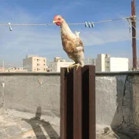 فروش خروس محلی اصل|حیوانات مزرعه|شیراز, تندگویان|دیوار