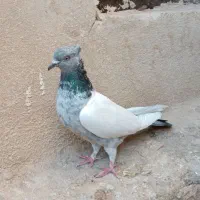 ماده سینه سبز بندی