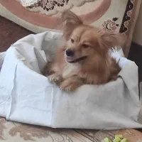 پامر روباهی|سگ|شاهینشهر, مسکن مهر|دیوار