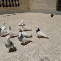 کبوترطوقی