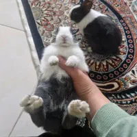 بچه خرگوش سفید وسیاه|موش و خرگوش|تهران, شمشیری|دیوار