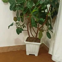 فروش گل فیکوس آلاستیکا|گل و گیاه طبیعی|پیرانشهر, |دیوار