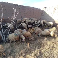 ۲۰ عدد میش ۲تا زایده همه داشتی