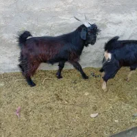 بر قوچ بسیار عالی|حیوانات مزرعه|طسوج, |دیوار