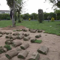 چمن طبیعی|گل و گیاه طبیعی|دزفول, |دیوار