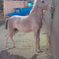 کره نریان ۱۴ ماه شجره دار پر خون