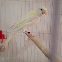 قناری|پرنده|فردیس, شهرک شهید حسینی|دیوار