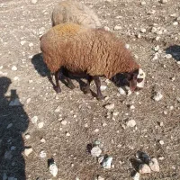 شیشک مهربانی چاق چاق|حیوانات مزرعه|کوهدشت, |دیوار